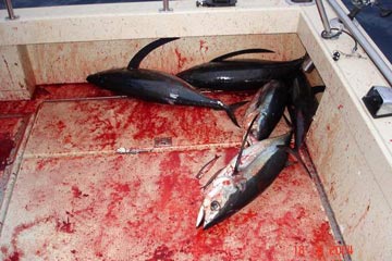 Mexico Fishing Photo