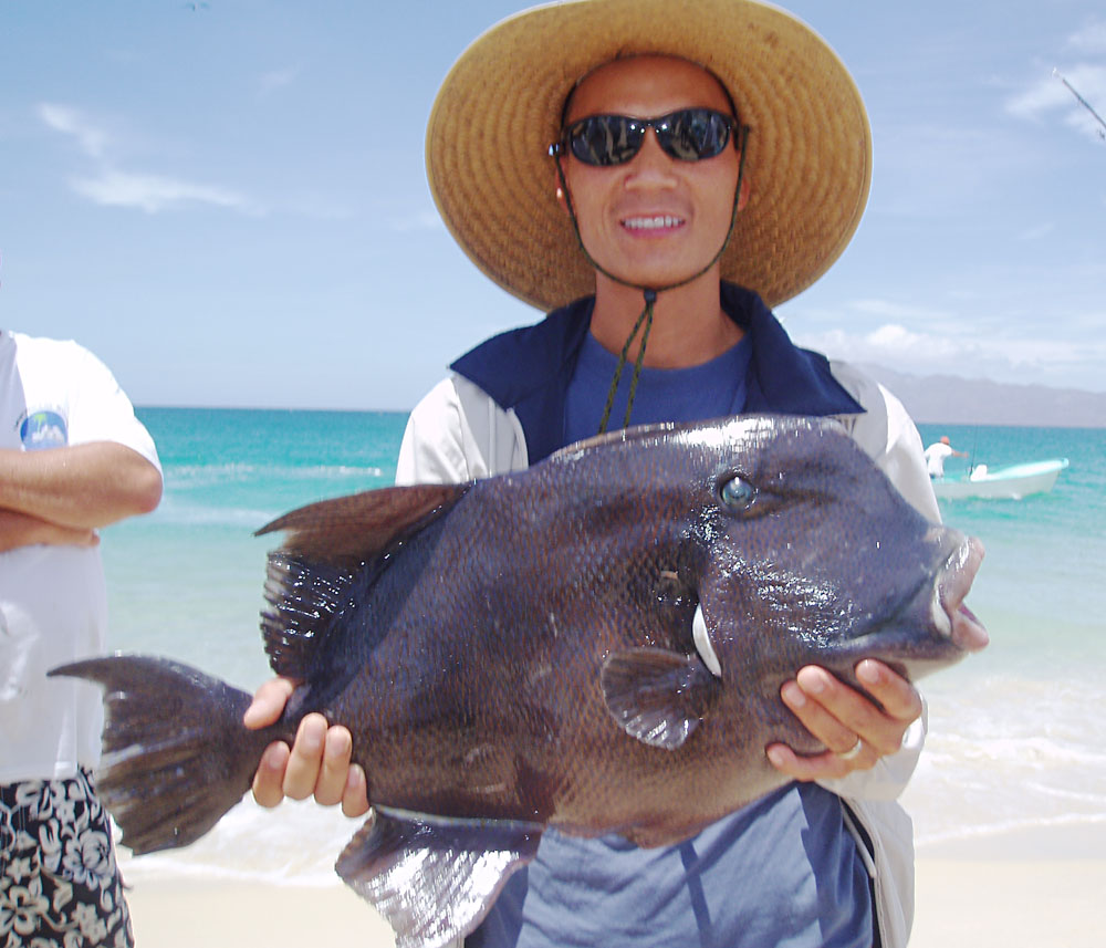 Blunthead Triggerfish picture 3