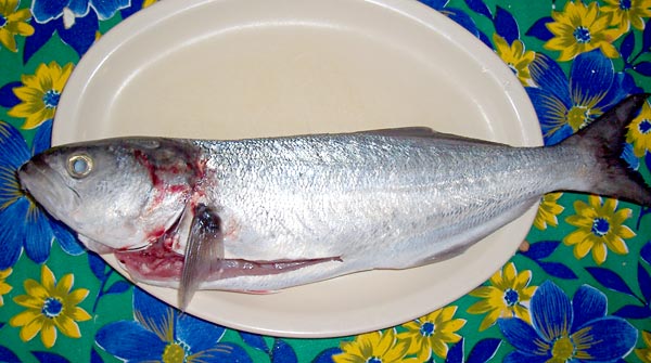  Bluefish picture