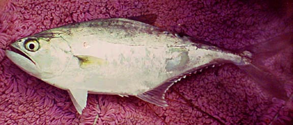 Longjaw Leatherjack fish picture 2