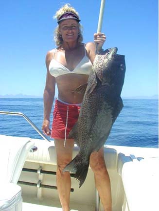 Sawtail Grouper picture