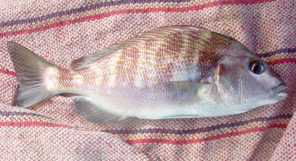 Sheephead Grunt picture