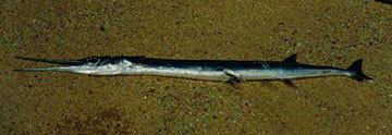 Fish Photo 1