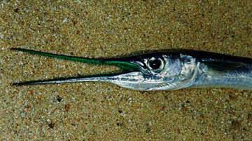 Fish Photo 1