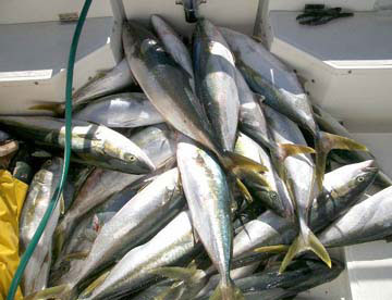 Fish Photo 1