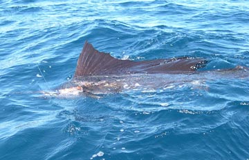 Fish Photo 1