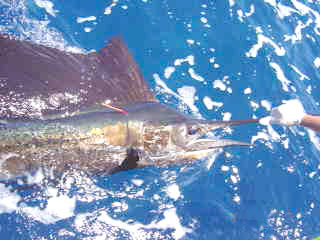 Fish Photo 1