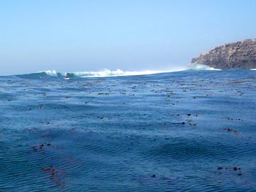 Mexico Sportfishing Photo 4