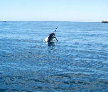 Puerto Vallarta Mexico Fishing Photo 4