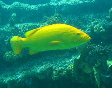 La Paz Mexico Golden Grouper Photo 1
