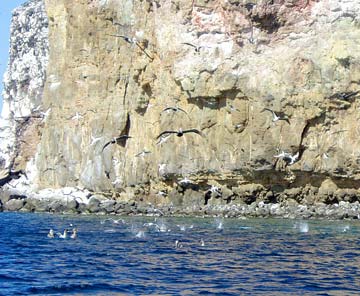 Birds feeding at Isla Tortuga, Mexico.