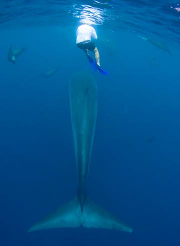 Cabo San Lucas, Mexico whale photo 1