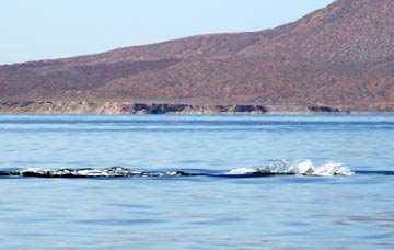 Blue whale at Loreto 8