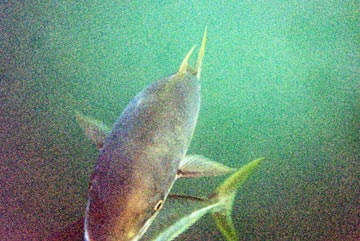 Underwater yellowtail at San Carlos 1