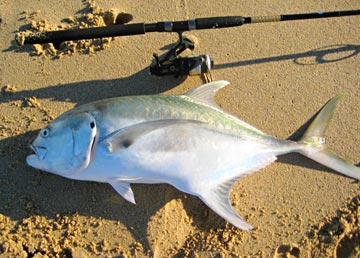 Jack crevalle caught from the beach at East Cape